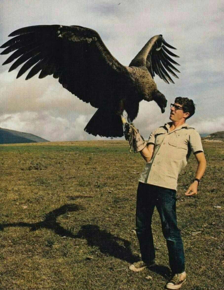 بزرگترین پرنده جهان کرکس کالیفرنیا آمریکای شمالی است